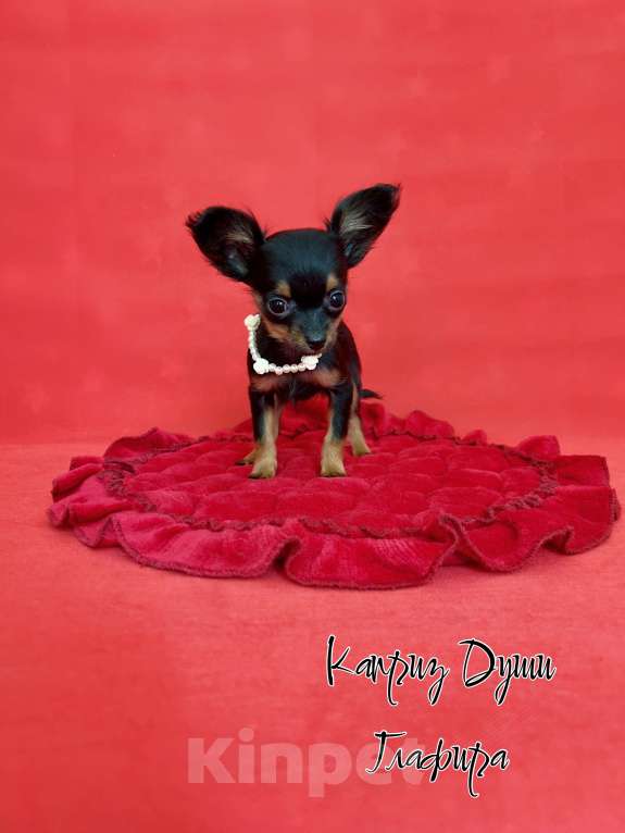 Собаки в Сосновом Бору: Микро девочка Глаша Девочка, 70 000 руб. - фото 5