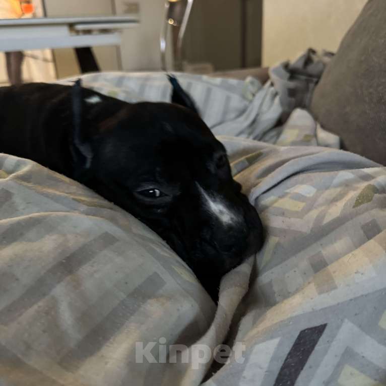 Собаки в Москве: Щенок амстаффа Мальчик, 85 000 руб. - фото 2