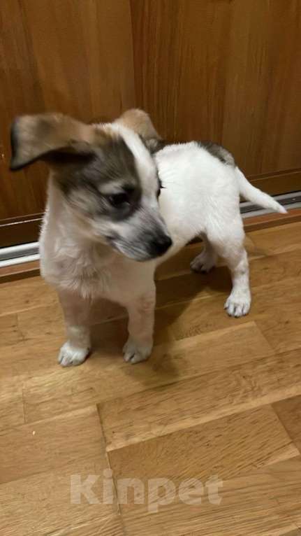 Собаки в Москве: Дея в добрые руки Девочка, Бесплатно - фото 9