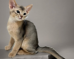 Кошки в Москве: Абиссинский котенок  Мальчик, 50 000 руб. - фото 1