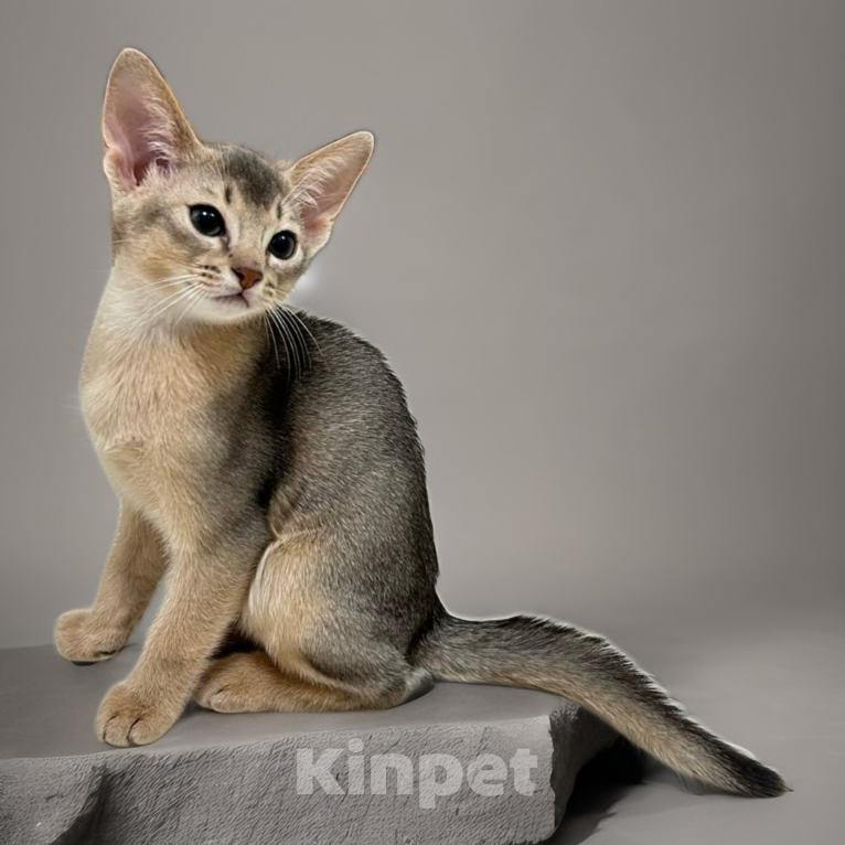 Кошки в Москве: Абиссинский котенок  Мальчик, 50 000 руб. - фото 1