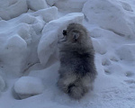 Собаки в Новосибирске: померанские   шпицы Мальчик, 35 000 руб. - фото 3