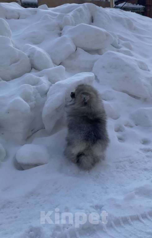 Собаки в Новосибирске: померанские   шпицы Мальчик, 35 000 руб. - фото 3