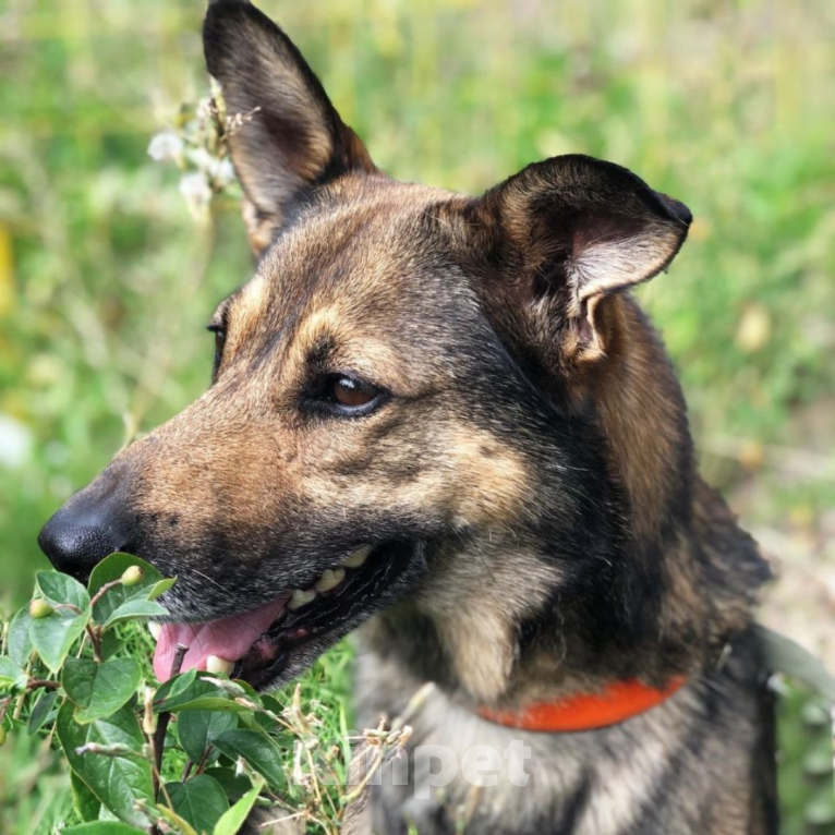 Собаки в Москве: Серёжа Мальчик, Бесплатно - фото 4