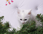 Кошки в Ливны: Очаровательные котята, 7 000 руб. - фото 6