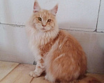 Кошки в Ливны: Чистокровный Мейн Кун, 25 000 руб. - фото 1