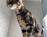 Кошки в Теберде: Молодой котик ищет дом, Бесплатно - фото 9