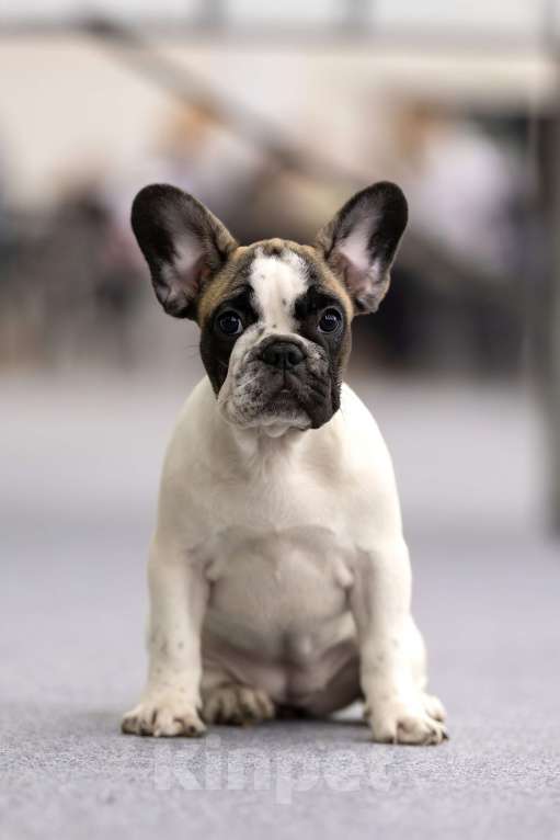 Собаки в Санкт-Петербурге: Красивая сука  Девочка, Бесплатно - фото 1