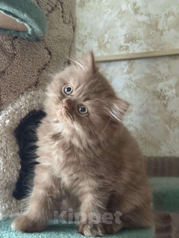 Кошки в Люберцах: Шотландские котята Девочка, Бесплатно - фото 4