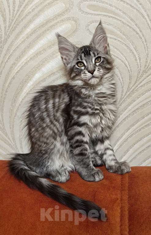 Кошки в Москве: Котята Мейн-Кун Девочка, 50 000 руб. - фото 1