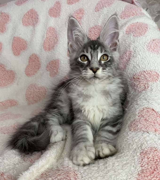 Кошки в Дмитрове: Черная серебристая мраморная девочка мейн кун Zlata Девочка, 30 000 руб. - фото 3