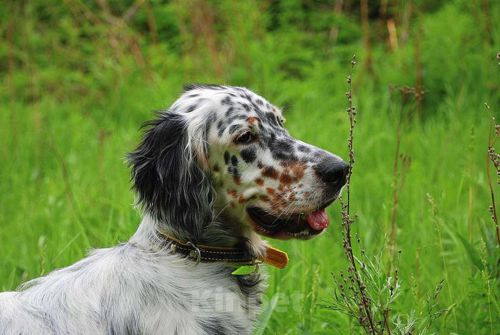 Собаки в Екатеринбурге: АНГЛИЙСКИЕ АРИСТО-СЕТТЕРЫ Мальчик, 80 000 руб. - фото 8