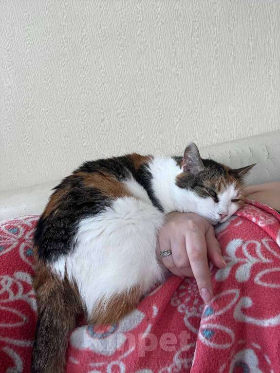 Кошки в других городах Московской области: Кошка Анфиса, примерно 3 года Девочка, Бесплатно - фото 2