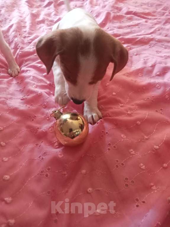 Собаки в Сочи: Продаю Джек Рассела девочки!мальчик остался один! Нету двух месяцев! Папа мама чистокровные !  Девочка, 13 500 руб. - фото 2