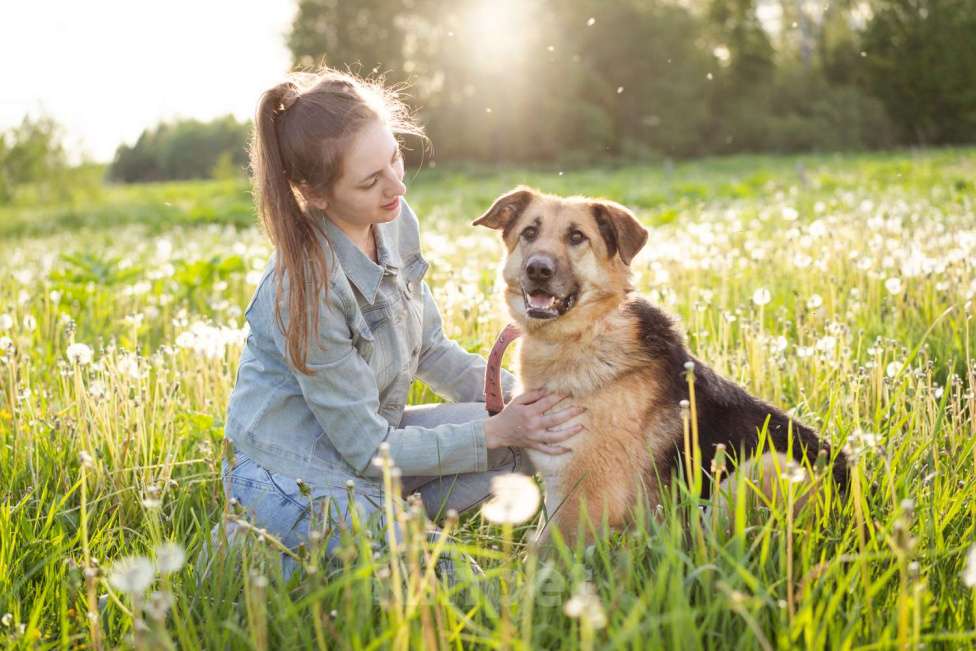 Собаки в Москве: Метис в добрые руки! Девочка, очень умная Девочка, Бесплатно - фото 6