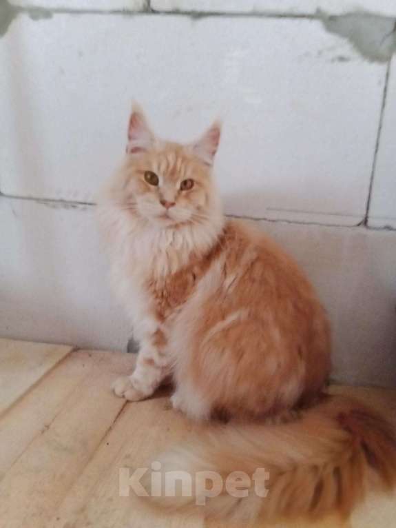 Кошки в Ливны: Чистокровный Мейн Кун, 25 000 руб. - фото 1