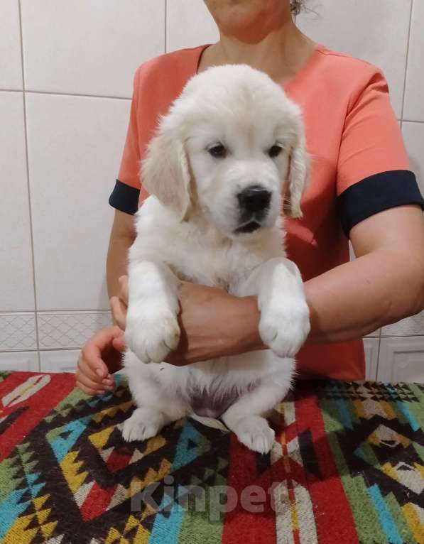 Собаки в Москве: Высокопородные щенки золотистого ретривера  Девочка, Бесплатно - фото 8