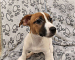 Собаки в Балашихе: Щенок Джек-Рассел терьера Девочка, 19 900 руб. - фото 1