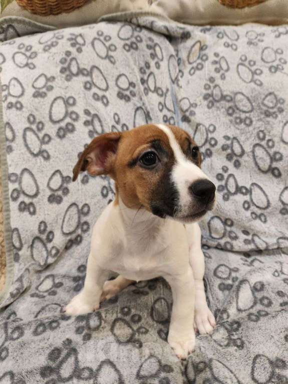 Собаки в Балашихе: Щенок Джек-Рассел терьера Девочка, 19 900 руб. - фото 1