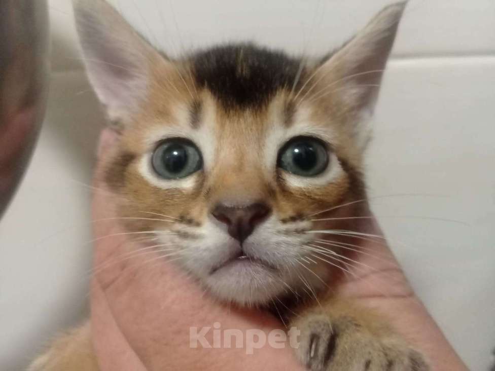 Кошки в других городах Московской области: Котята Чаузи, домашние тигриные львы Мальчик, 20 000 руб. - фото 2