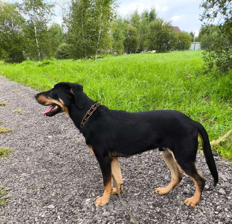 Собаки в Москве: Метис добермана. Щенок Декстер в добрые руки Мальчик, Бесплатно - фото 4