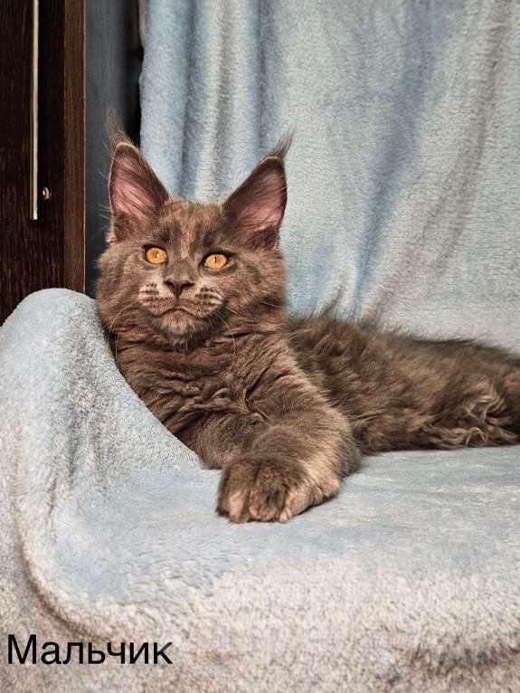 Кошки в Москве: Котята Мейн-кун Разнополые, 40 000 руб. - фото 3