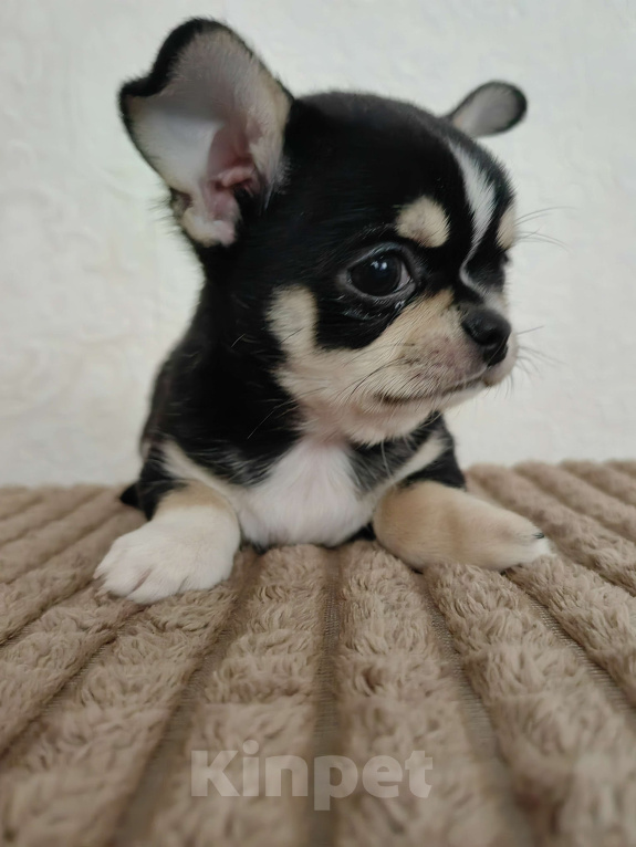 Собаки в Краснодаре: Чихуахуа Мальчик, 35 000 руб. - фото 2