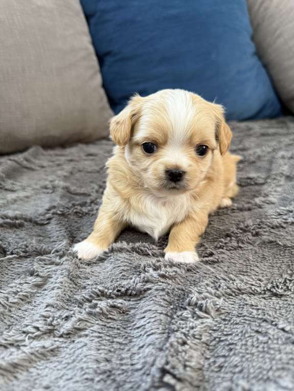 Собаки в других городах Московской области: Мальчик чихуахуа Габриель Мальчик, 60 000 руб. - фото 3