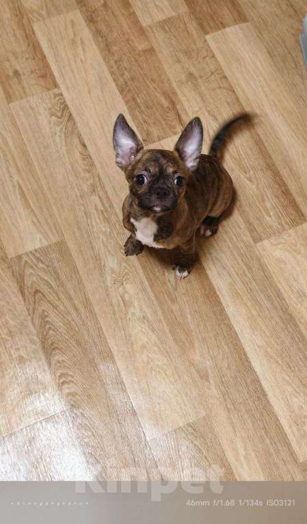 Собаки в Москве: Мальчик чихуахуа бейби фейс Мальчик, 20 000 руб. - фото 2