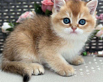 Кошки в Владивостоке: Британский котенок. Замечательный мальчик Мальчик, 90 000 руб. - фото 3