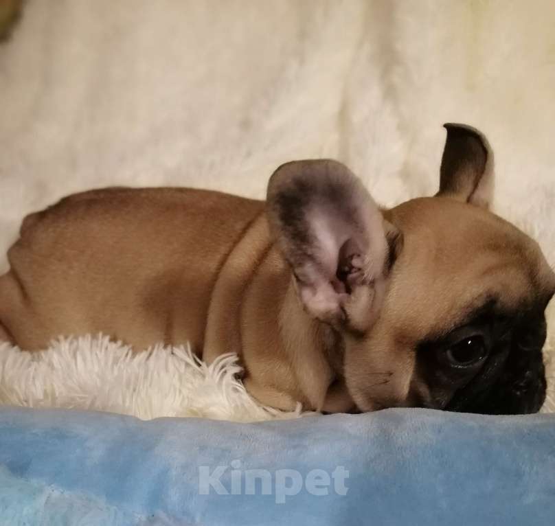 Собаки в Находке: Французский бульдог! Шикарная красотка! КВАДРО генетика!  Девочка, Бесплатно - фото 6