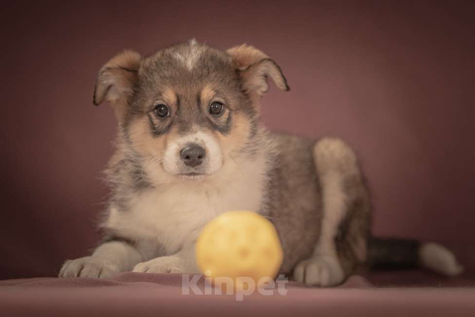 Собаки в Клине: Зорро — дружелюбный крепыш, который готов любить вас всем своим щенячьим сердцем Мальчик, Бесплатно - фото 9
