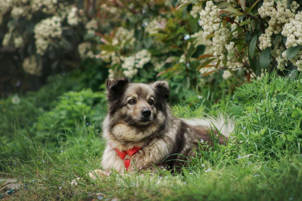 Собаки в Москве: Шикарный Сингер ищет дом Мальчик, Бесплатно - фото 6