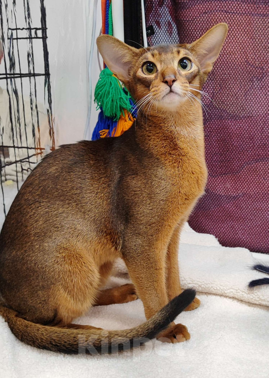 Кошки в Балашихе: Абиссинский мальчишка дикого окраса Мальчик, 160 000 руб. - фото 1
