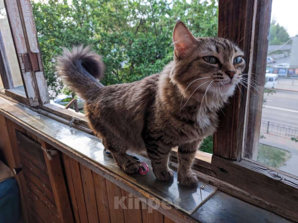 Кошки в Екатеринбурге: Потерялась кошка Девочка, 500 руб. - фото 2