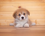 Собаки в Солнечногорске: Продаются щенки Вельш корги пемброк Мальчик, 70 000 руб. - фото 2