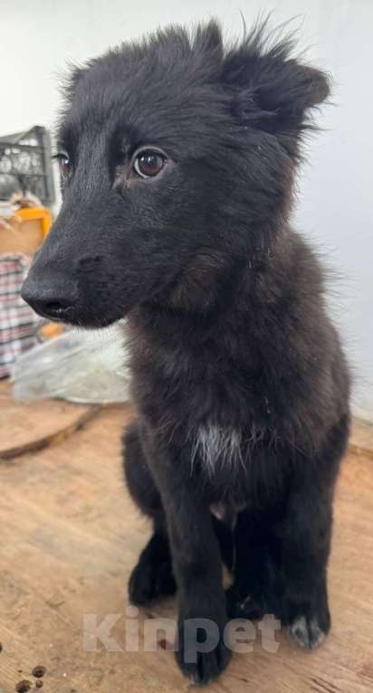 Собаки в Москве: Щенки в поиске дома! Срочно Мальчик, Бесплатно - фото 9