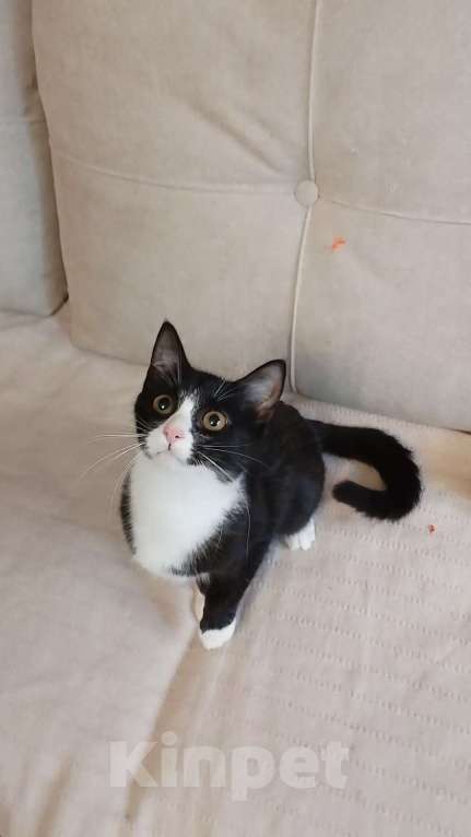 Кошки в Санкт-Петербурге: Необыкновенно ласковая малышка Девочка, Бесплатно - фото 4