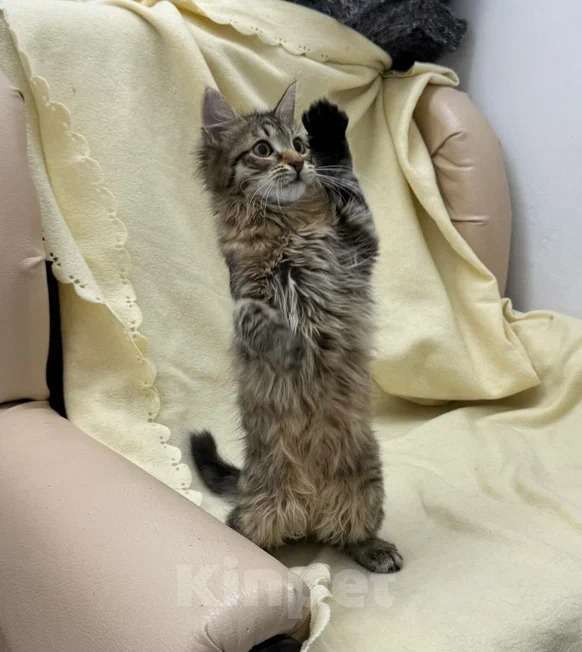 Кошки в Москве: Красавица котенок Сакура ищет дом Девочка, Бесплатно - фото 2