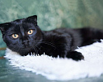 Кошки в Москве: Роскошный черный котик-подросток Марио, метис шотландской вислоухой ищет дом Мальчик, Бесплатно - фото 2