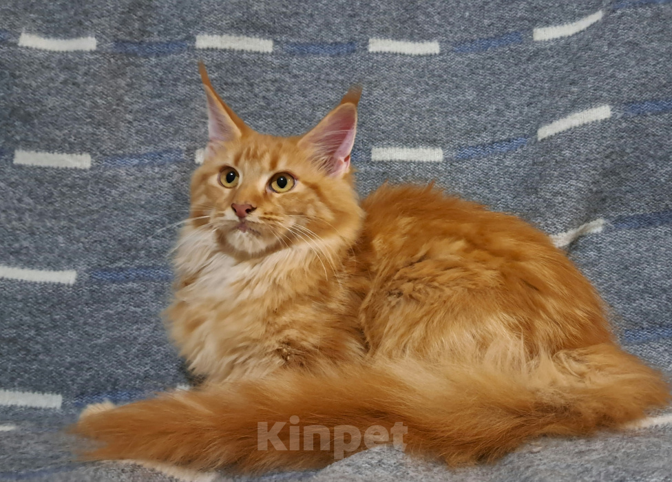 Кошки в Москве: Котенок Мейн кун Девочка, 48 000 руб. - фото 1