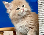 Кошки в других городах Ленинградской области: Котята Мейн Кун  Мальчик, 60 000 руб. - фото 8