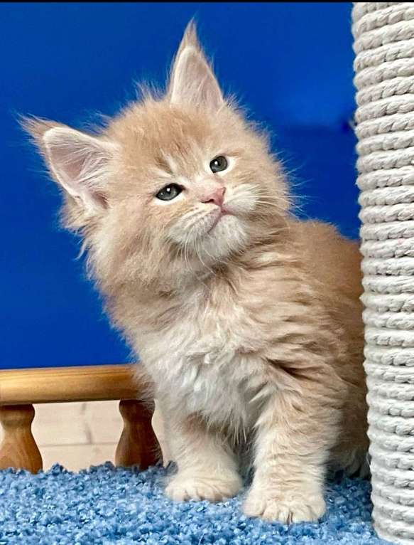 Кошки в других городах Ленинградской области: Котята Мейн Кун  Мальчик, 60 000 руб. - фото 8