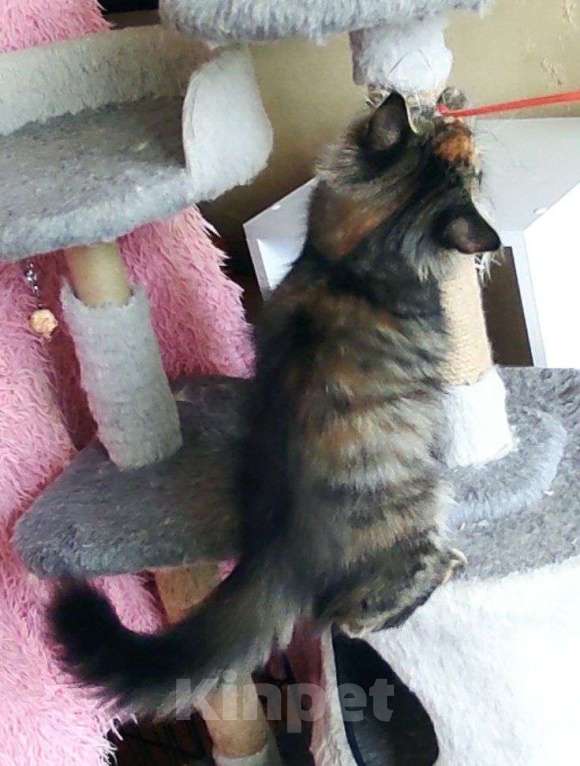 Кошки в Новосибирске: Harley Quinn  Девочка, 70 000 руб. - фото 6