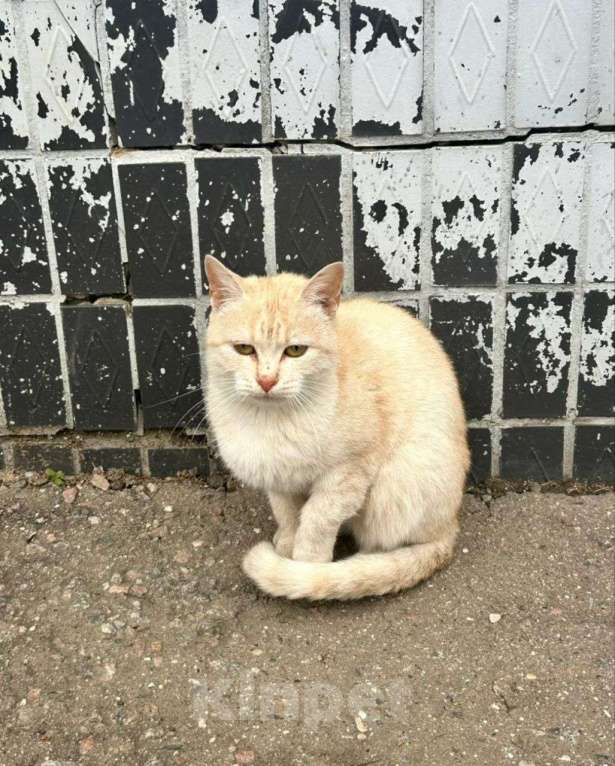 Кошки в Москве: Котята в беде Девочка, Бесплатно - фото 2