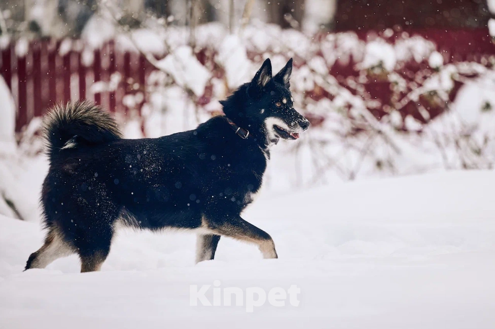Собаки в других городах Московской области: Джек якутенок Мальчик, Бесплатно - фото 1