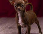Собаки в Балашихе: Мальчик шоколадный чихуахуа  Мальчик, 35 000 руб. - фото 2