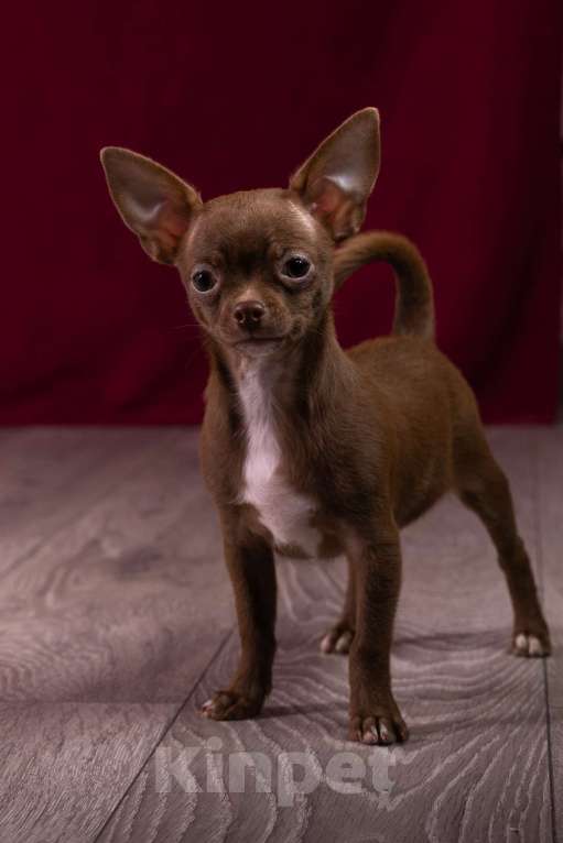 Собаки в Балашихе: Мальчик шоколадный чихуахуа  Мальчик, 35 000 руб. - фото 2