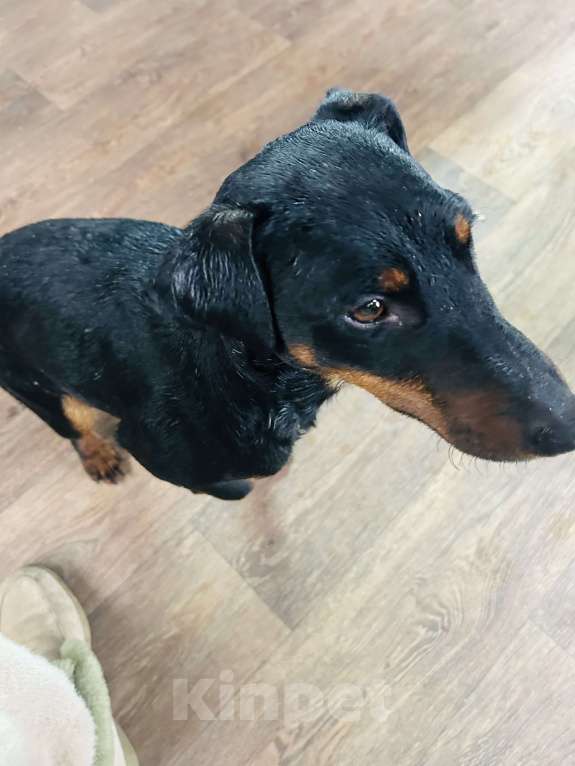 Собаки в Севастополе: Потерялся в районе Пляжа Нахимовец Мальчик, Бесплатно - фото 1