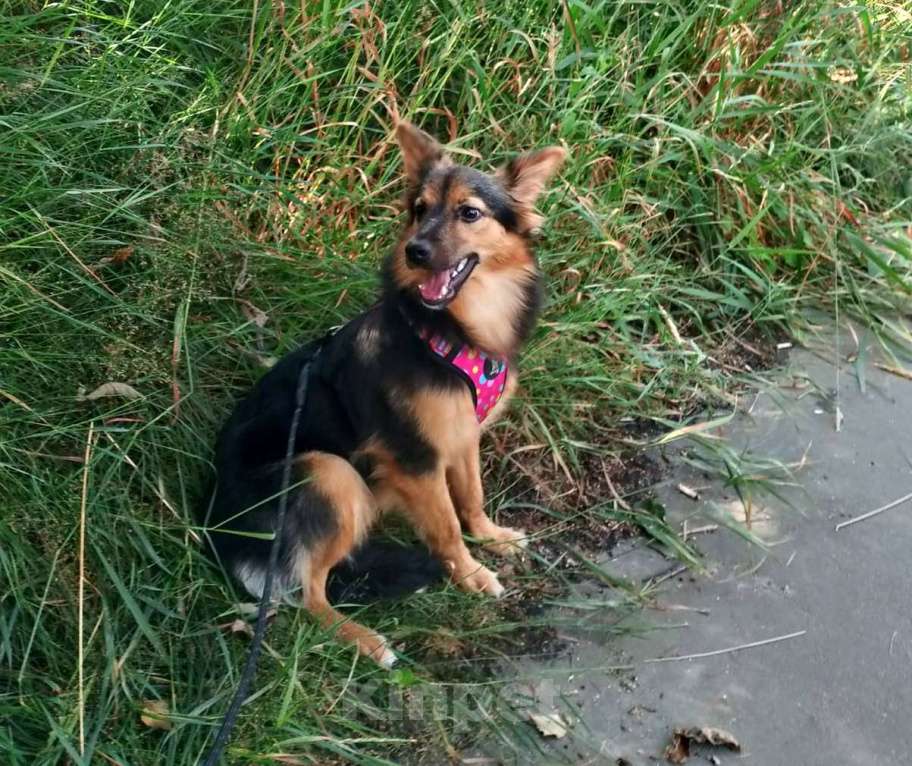 Собаки в Санкт-Петербурге: Красивая маленькая собачка, 7 месяцев Девочка, Бесплатно - фото 6